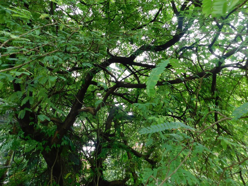 Green Woods Bethlehem Kochi Екстер'єр фото